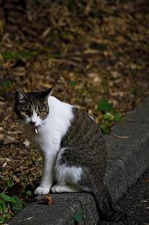 cat.jpg