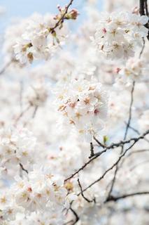 sakura.jpg